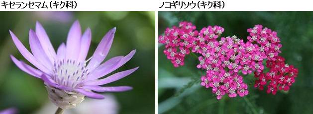 花名検索用 赤紫の花 小さな花 えるだまの植物図鑑
