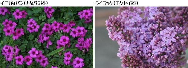 花名検索用 赤紫の花 小さな花 えるだまの植物図鑑