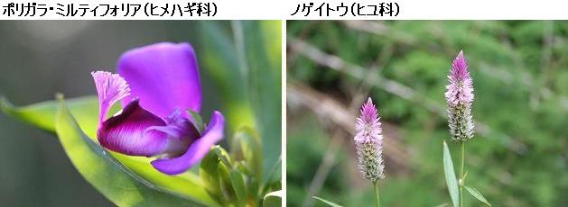 花名検索用「赤紫の花」（小さな花）_d0096455_15501188.jpg