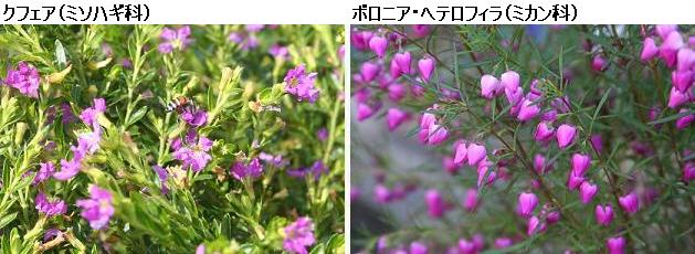 花名検索用「赤紫の花」（小さな花）_d0096455_1550337.jpg