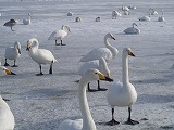 e0004756_20255932.jpg