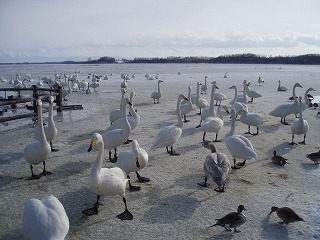 e0004756_2033591.jpg