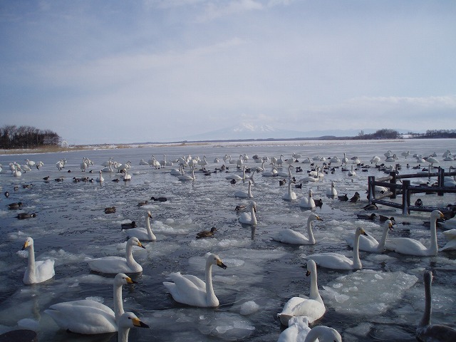 e0004756_2074436.jpg