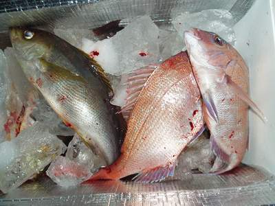 11日の釣果と水上バイク_a0077071_815816.jpg
