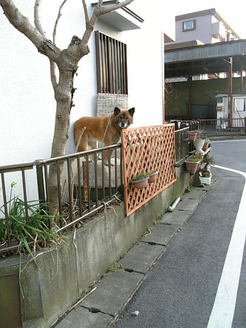 人待ち犬、　また来るね！_a0078986_9393321.jpg