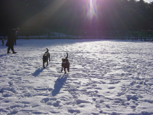 Cottage & Camp PICA Fuji-Saiko その2 　　　　　　ちゅらさん初・雪遊び_a0093592_0172651.jpg