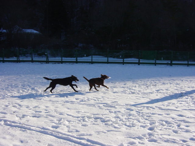 Cottage & Camp PICA Fuji-Saiko その2 　　　　　　ちゅらさん初・雪遊び_a0093592_018173.jpg