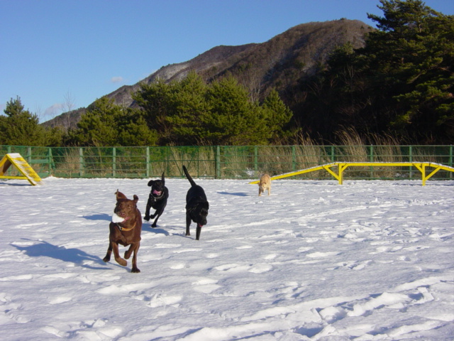 Cottage & Camp PICA Fuji-Saiko その2 　　　　　　ちゅらさん初・雪遊び_a0093592_0184636.jpg