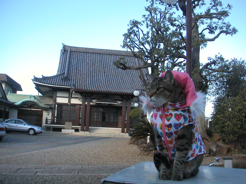 吉祥寺 お寺はどこ？（95）19・01・14 _e0031605_1625731.jpg