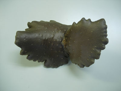 e0097534_1662578.jpg