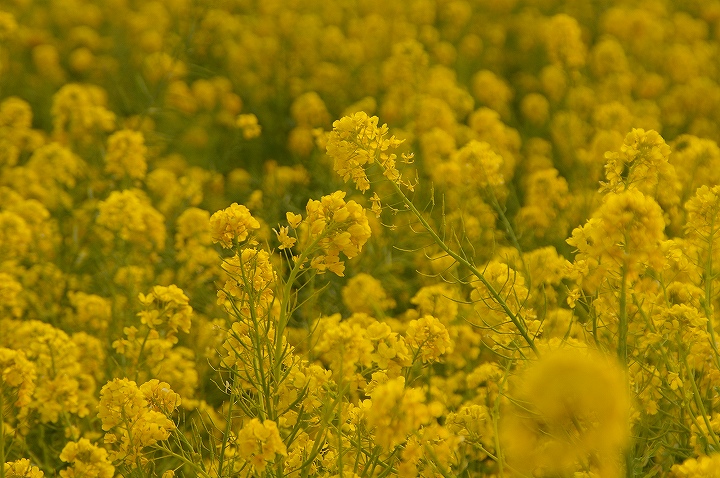 二宮 吾妻山公園 一面の菜の花_e0000746_22112170.jpg