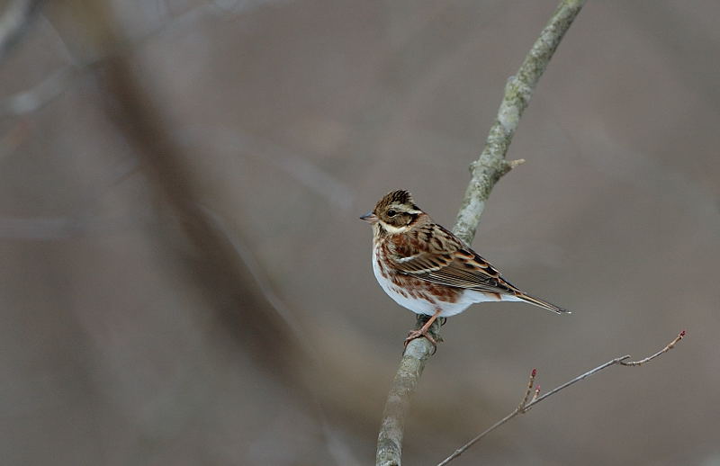 カシラダカ メス 湘南birder カシラダカ メス 湘南birder