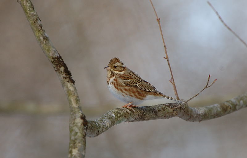 カシラダカ メス 湘南ｂｉｒｄｅｒ