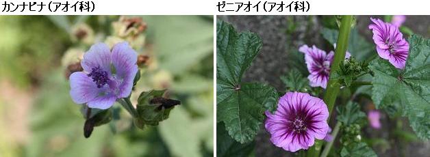 花名検索用「紫の花」（大きな花）_d0096455_10112431.jpg