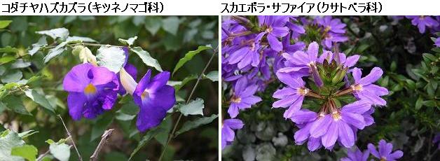花名検索用「紫の花」（大きな花）_d0096455_1012054.jpg