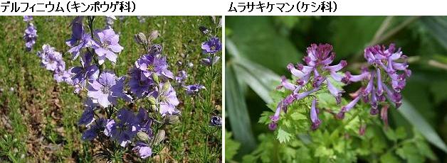 花名検索用「紫の花」（大きな花）_d0096455_10121844.jpg