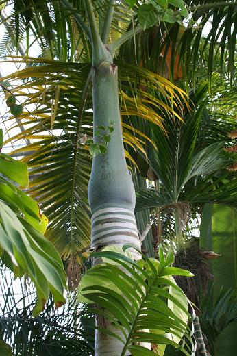 ヤシ科 Arecaceae えるだまの植物図鑑