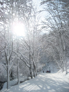 やっぱり雪景色ってきれい_f0009457_22262084.jpg