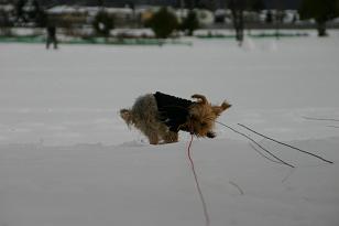 雪大好き犬ｗ_f0067361_20382116.jpg