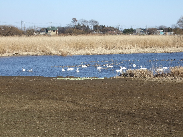 上州の寅次郎、白鳥を見てくる。_a0094280_22124118.jpg