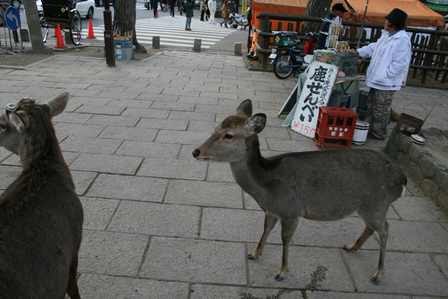 奈良へドライブ_a0033083_2225049.jpg