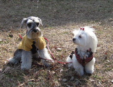 Dog School Report (48) 学校の仲間のこと_e0009283_12595793.jpg