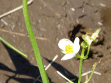 稲の片隅で...  田の草の花_d0021152_157751.jpg