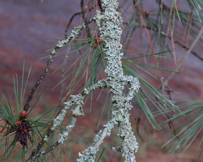 e0035757_2051522.jpg