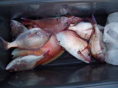 14日の釣果_a0077071_11423729.jpg