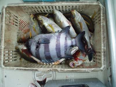 14日の釣果_a0077071_11491529.jpg