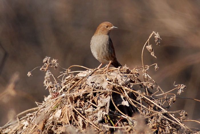 カヤクグリ_f0053272_14575692.jpg