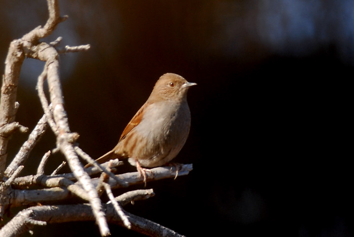 カヤクグリ_f0053272_1459358.jpg