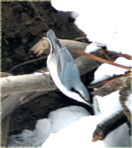f0083977_2334151.jpg