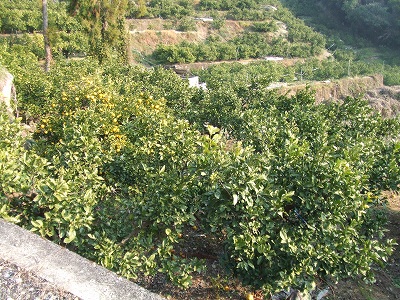 d0091279_13545950.jpg