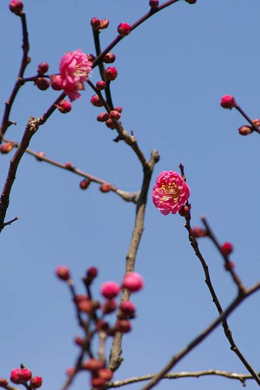 東慶寺の紅梅_d0018223_9565970.jpg