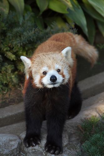 野毛山動物園_d0029744_17123372.jpg