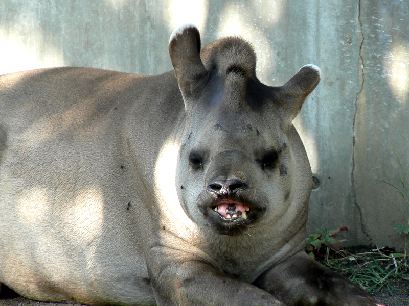 ブラジルバク 埼玉県狭山市智光山公園動物園 カメラ目線写真 動物チラリズム ブラジルバク 埼玉県狭山市智光山公園動物園 カメラ目線写真 動物チラリズム
