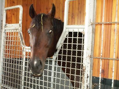 ショウナンカンプ ０５ 牧場写真３６ 愛しのサラブレッド写真館