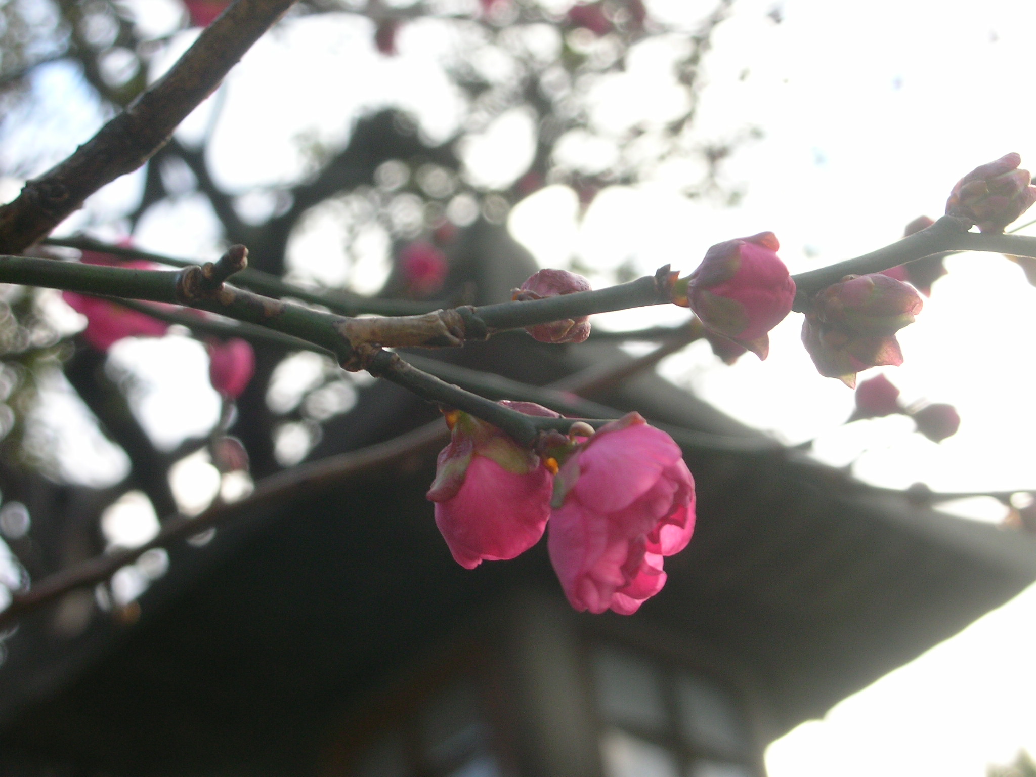 春を呼ぶ梅の花 陶陶花花慢慢的 2