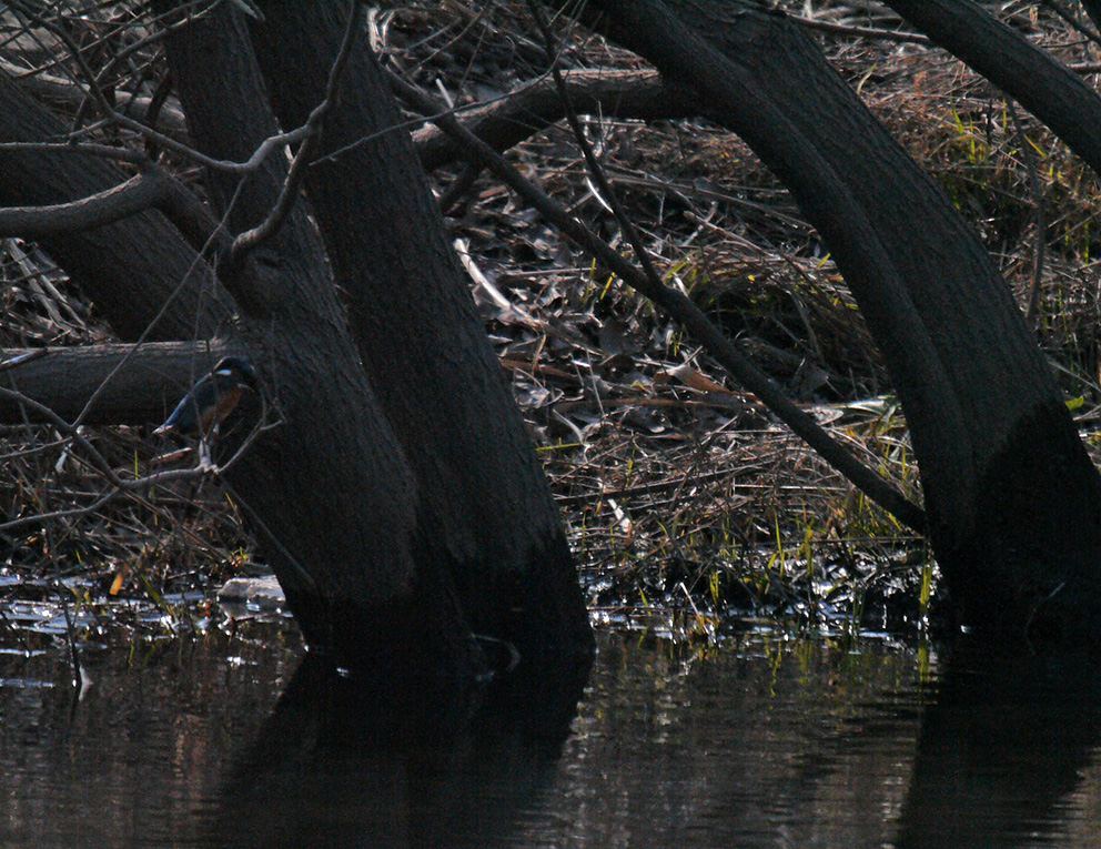 Kingfisher_c0103323_052577.jpg