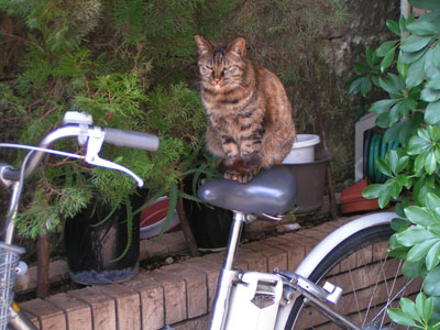 神楽坂の猫ら、そしてペコちゃん。_a0028451_12564883.jpg
