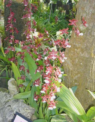 本日の花　　エビネ　伊豆洋らんセンターより　その８_c0033858_6234399.jpg