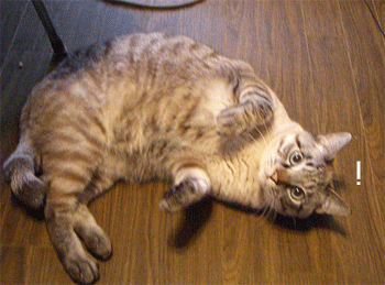 b0039168_18384827.gif