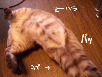 【にゃんこ】ハードまお写真集_b0039168_18385943.gif