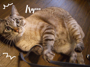 b0039168_18392653.gif
