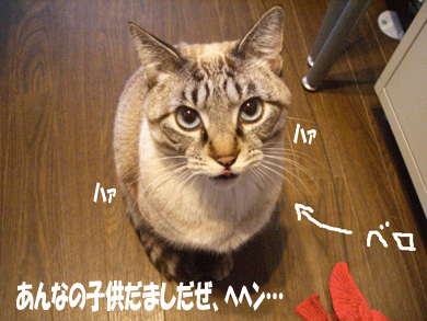 【にゃんこ】ハードまお写真集_b0039168_18393869.gif