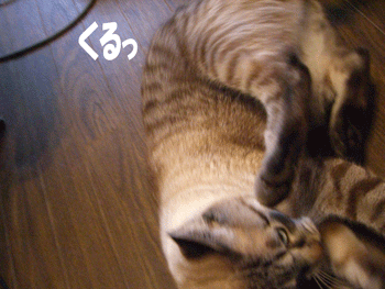 【にゃんこ】ハードまお写真集_b0039168_183988.gif