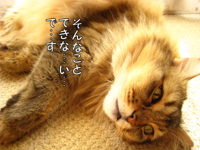 a0045990_215127.jpg
