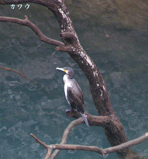 バードウオッチング　宮ヶ瀬ダム散策で見つけた野鳥達です_b0033423_16572792.jpg