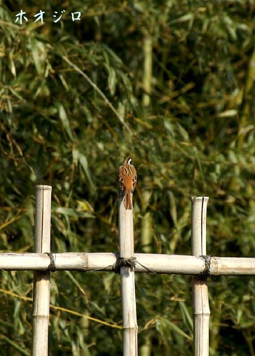 バードウオッチング　宮ヶ瀬ダム散策で見つけた野鳥達です_b0033423_16581031.jpg